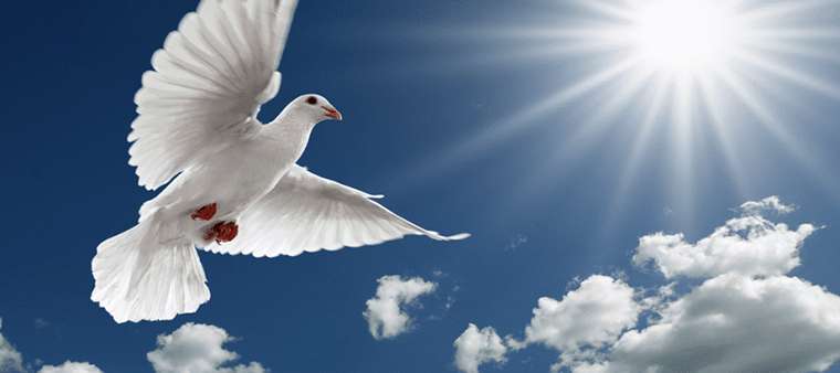 Pause & Prepare for the Seventh Sunday of Easter, 17 May 2026