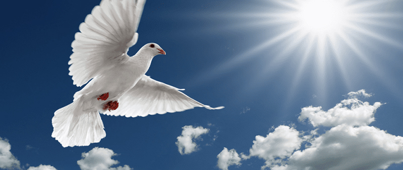 Pause & Prepare for the Seventh Sunday of Easter, 17 May 2026